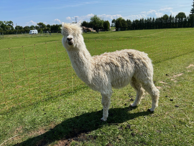 Ferdinand