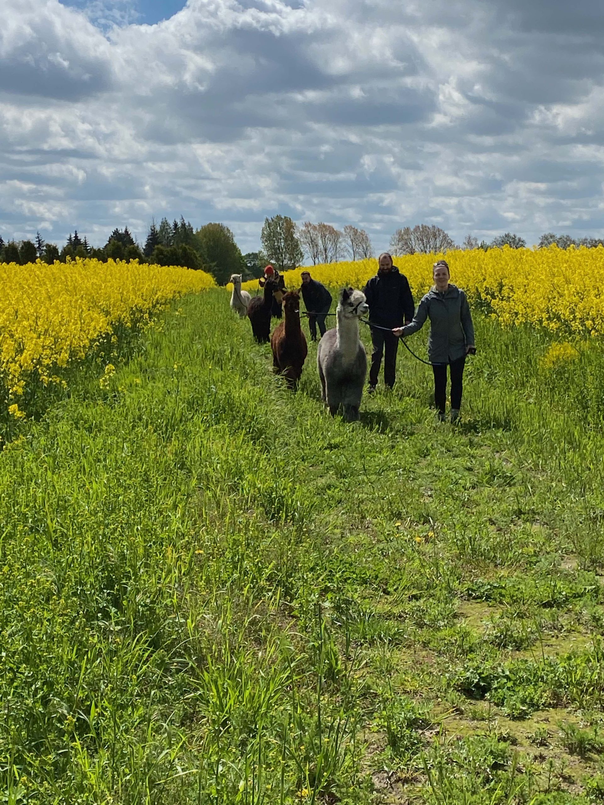 Spaziergang mit Alpakas