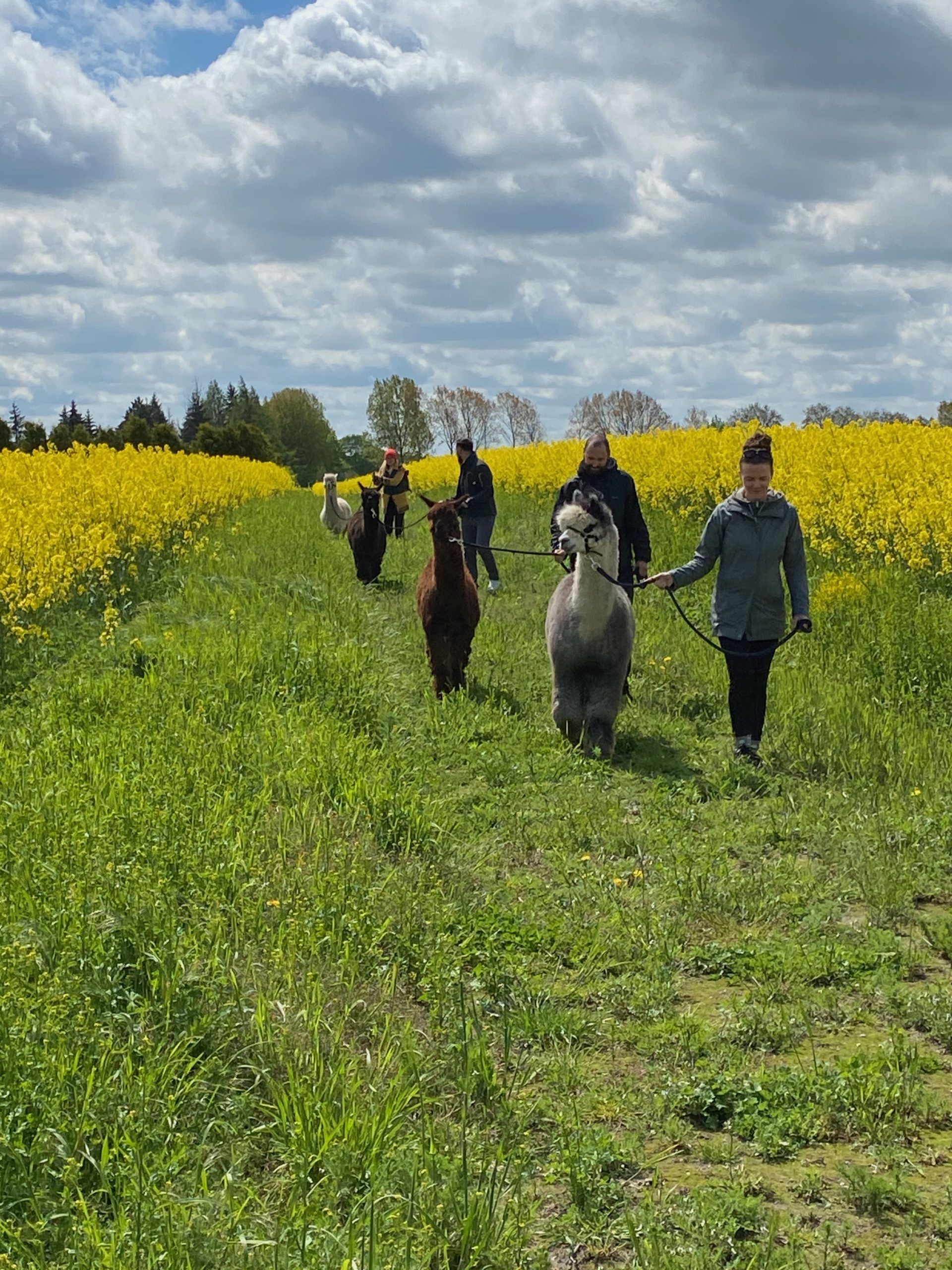 Spaziergang im Rapsfeld