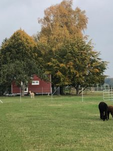 Tiny Haus im Schatten