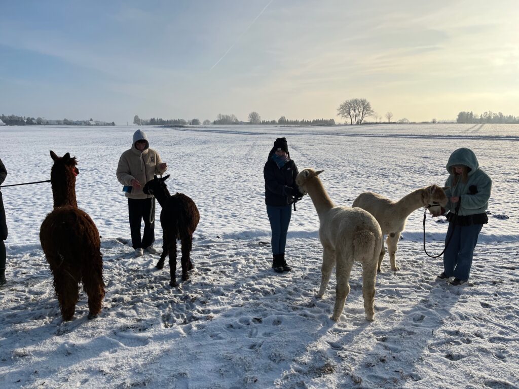 Alpakafütterung bei Schnee