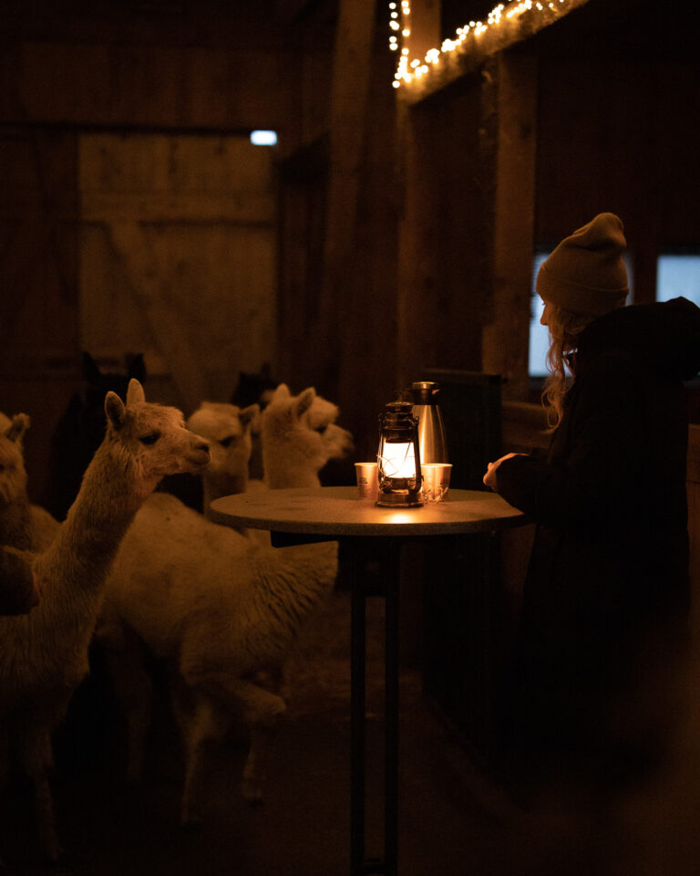 gemütlicher Abend im Alpakastall